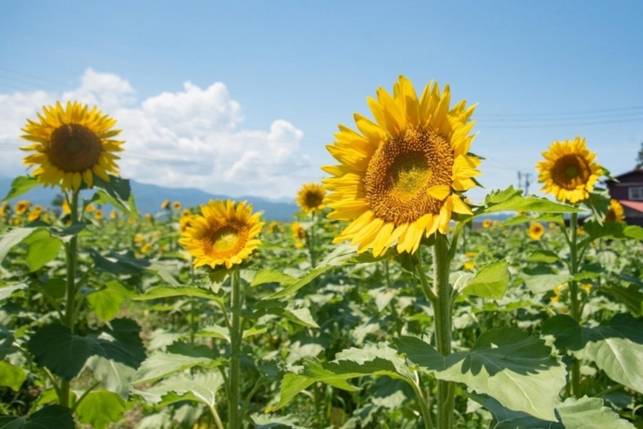 backend=imagemagick;version=1;