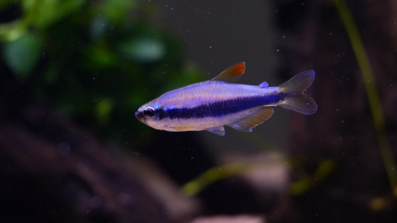 生体導入～インパイクティスケリーInpaichthys kerri - さいのじ 