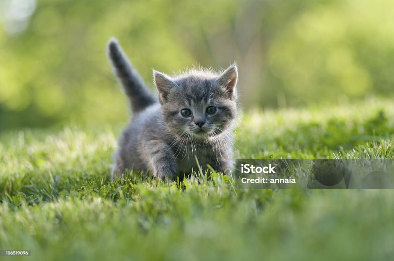 かわいい子猫の緑の芝生 - 子猫のストックフォトや画像を多数ご用意 - ブックマーク