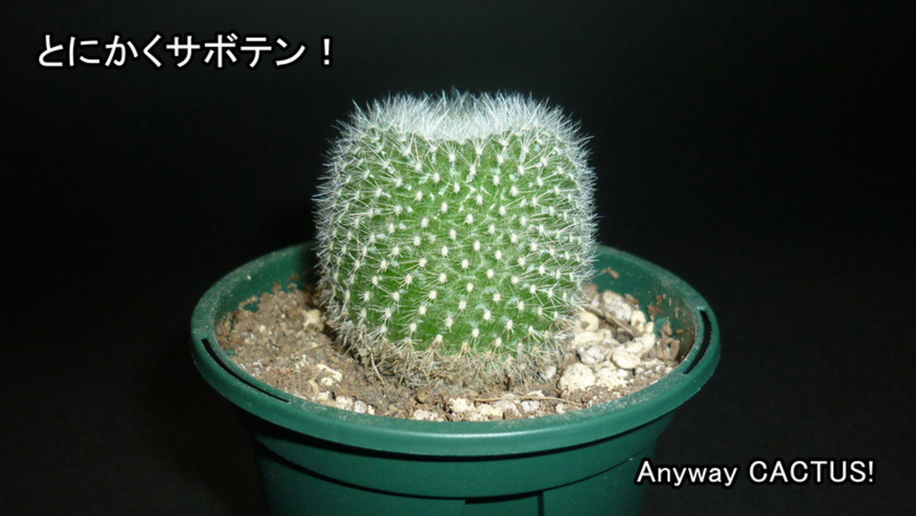 本サボ】雪晃E 冬の管理は難しい - とにかくサボテン！