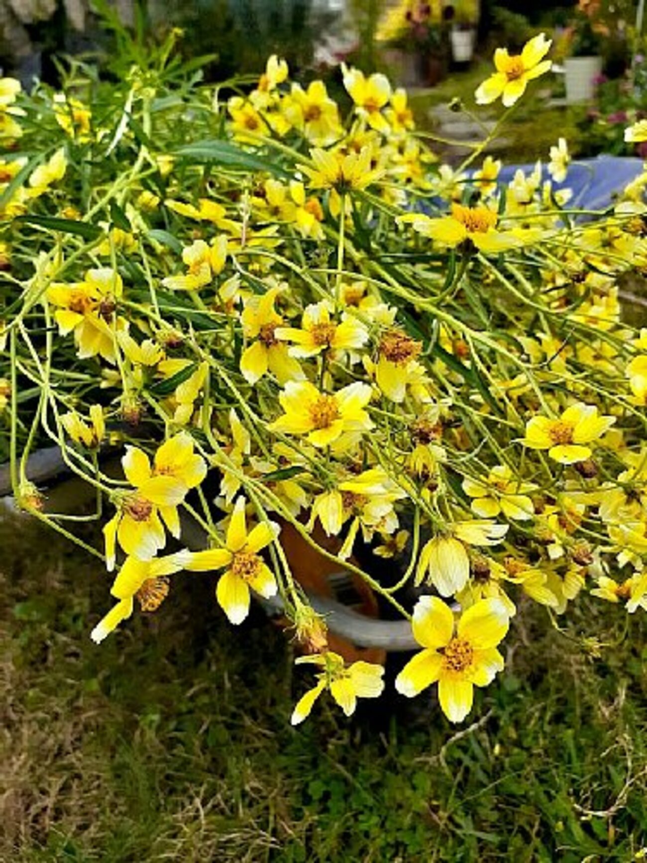 冬越し準備を急ぐ - 花好きhanaのガーデニング日記