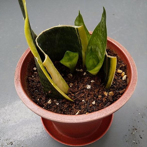 サンセベリアとは 動植物の人気 最新記事を集めました はてな