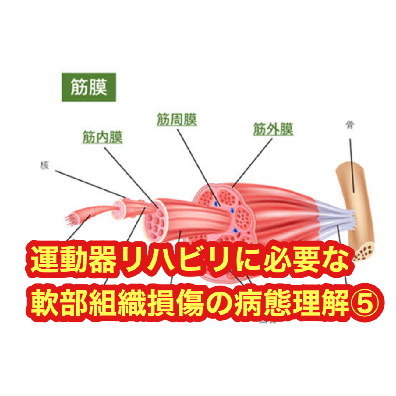 軟部組織損傷・障害の病態とリハビリテーション 組織特性に基づくアプローチ法の構築 軟部組織損傷・障害の病態とリハビリテーション−組織特性に