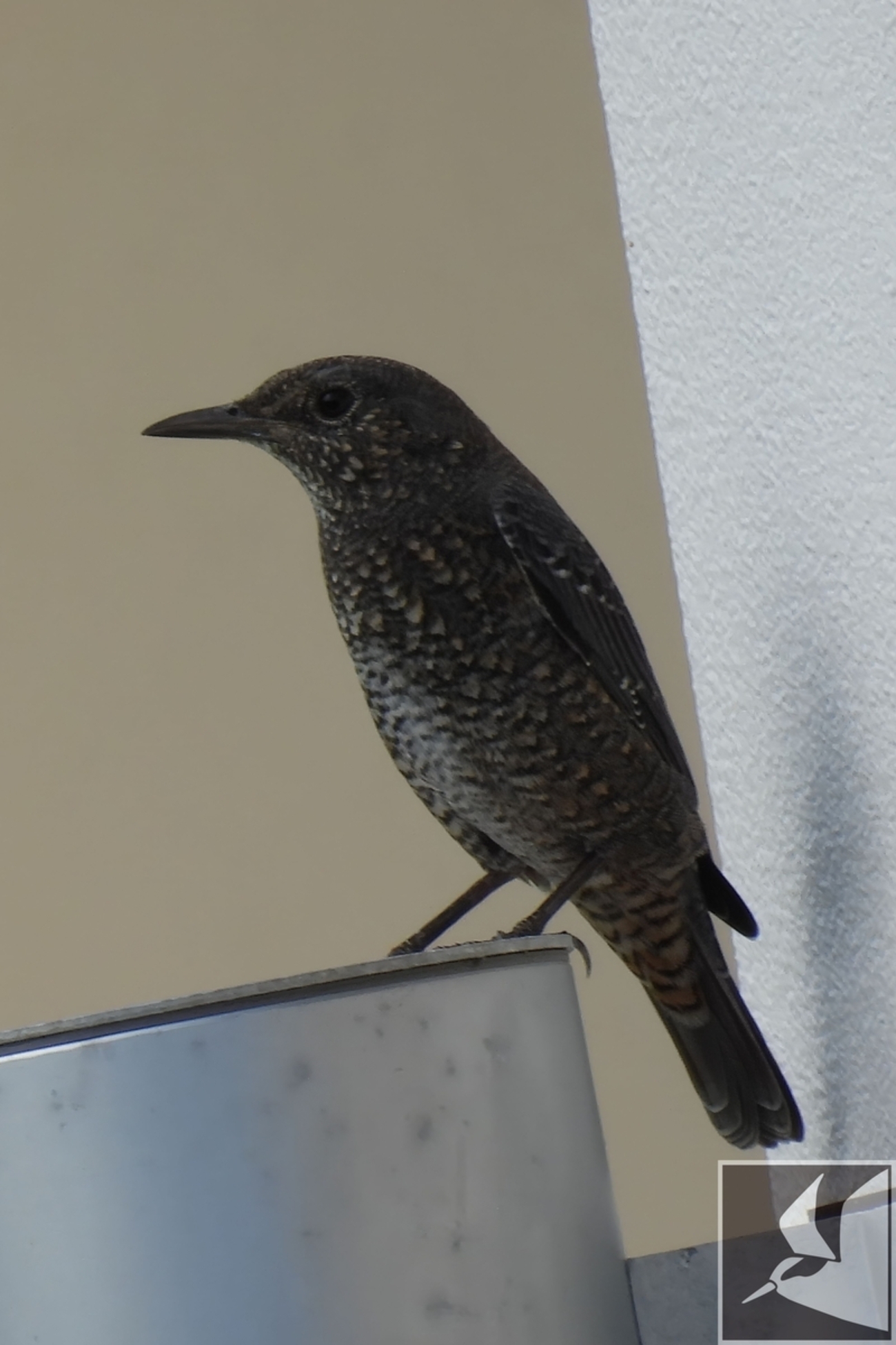 豊見城市のバードウォッチング - 沖縄で野鳥観察