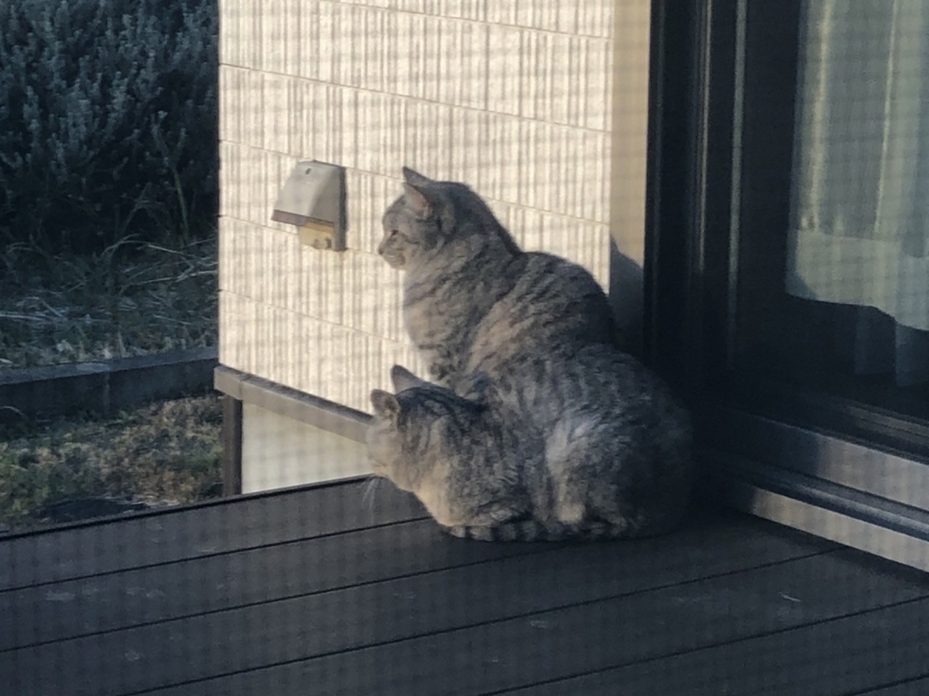 サバ猫写真館 - やれることだけやってみる