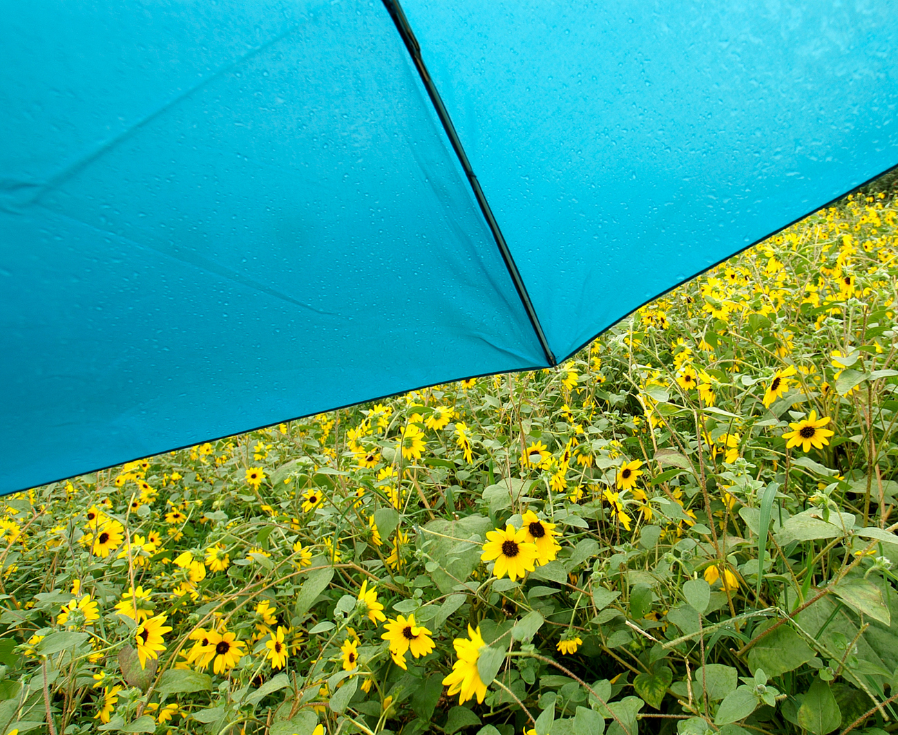 Aマウントで行こう：DT 11-18mm F4.5-5.6 SAL（1） - Foto Anthem