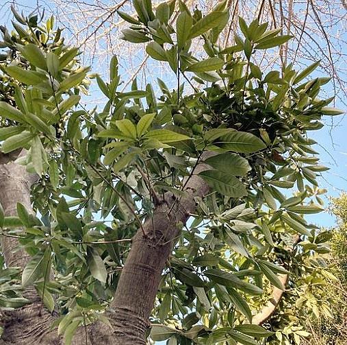 マテバシイとは 動植物の人気 最新記事を集めました はてな