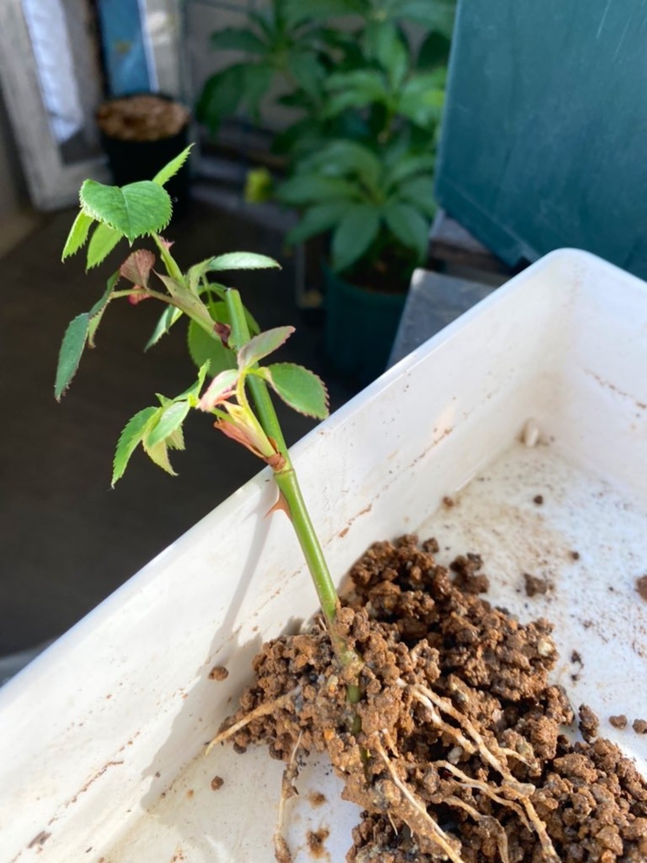 バラの挿し木苗の鉢上げ - Tef's Garden 〜ベランダでバラと暮らす〜