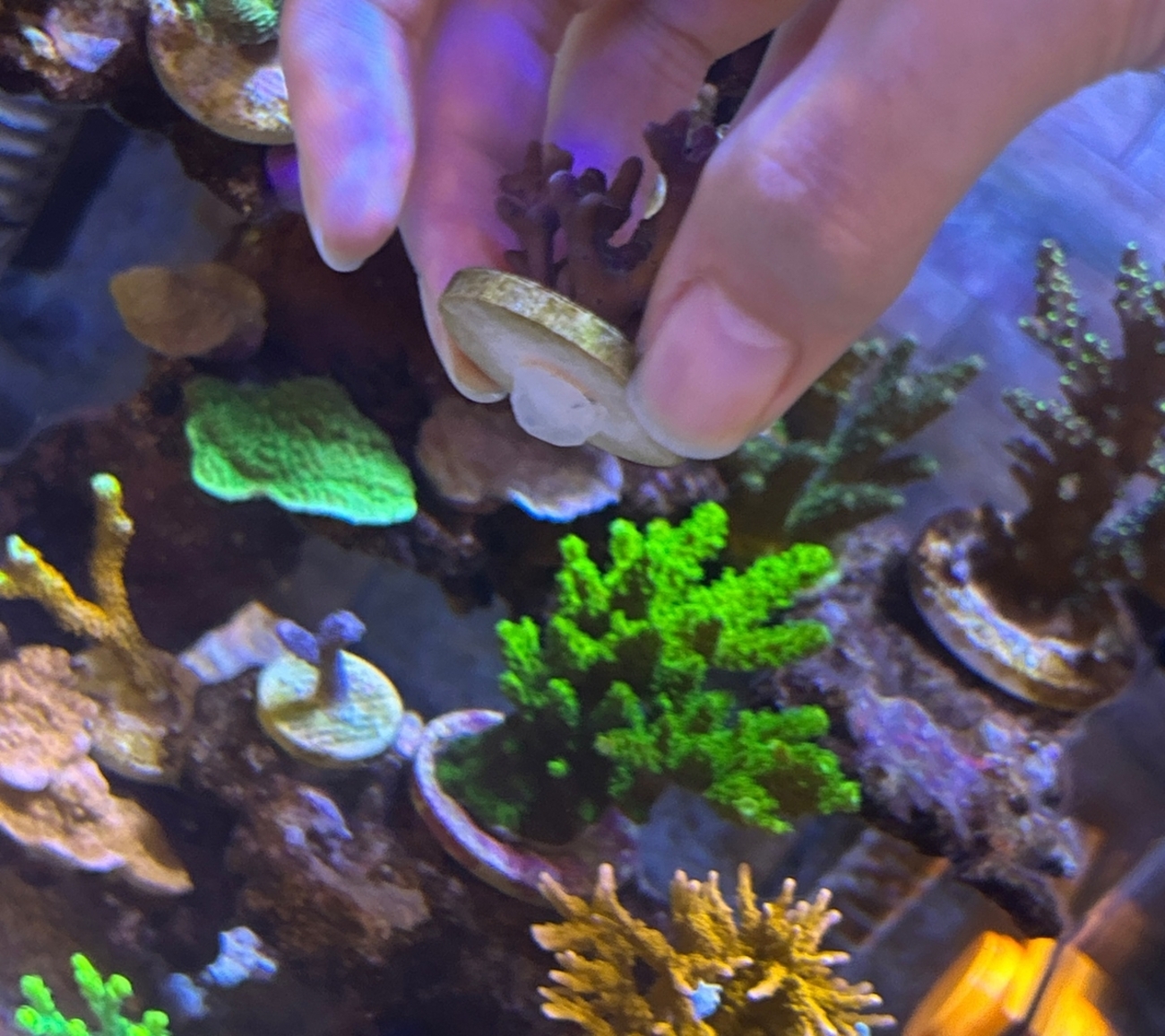 backend=imagemagick;version=1;