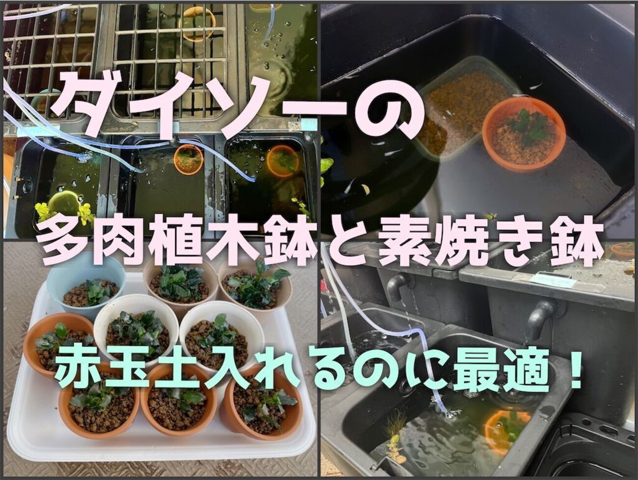 ダイソーの園芸品でメダカ水槽のグリーンウォーター視認性UP - たなごGo！