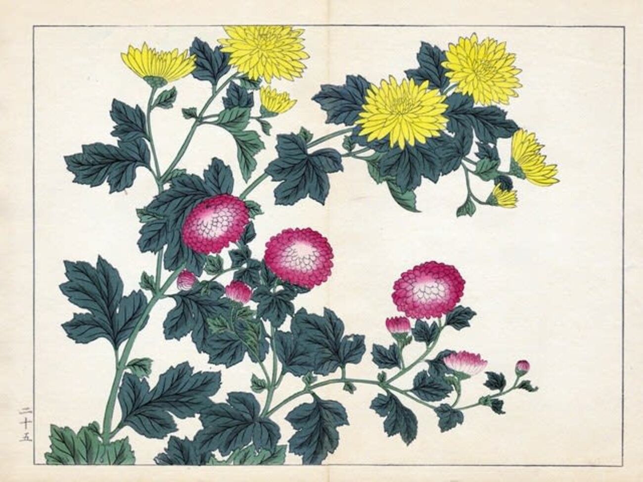 菊花（きくか）│キク - 花紅柳緑～院長のBLOG