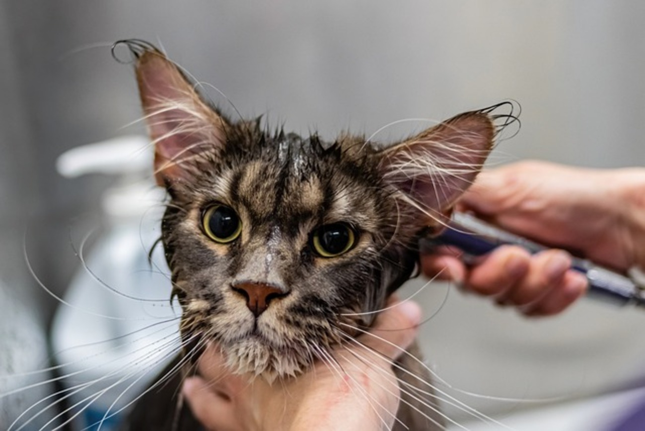 猫を飼う前に知っておきたい10のこと - homedecorr’s diary