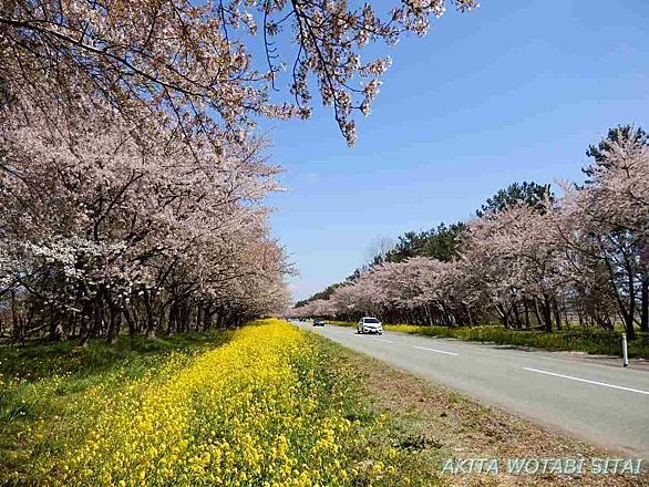 菜の花ロードとは 人気 最新記事を集めました はてな