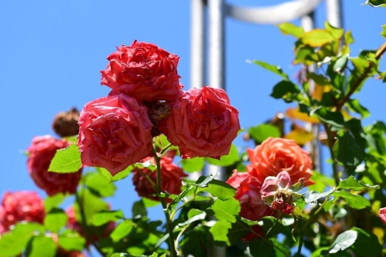 micoco 薔薇古城の精霊 悦薔星庭 ピンク ミココ ぬいぐるみ 600