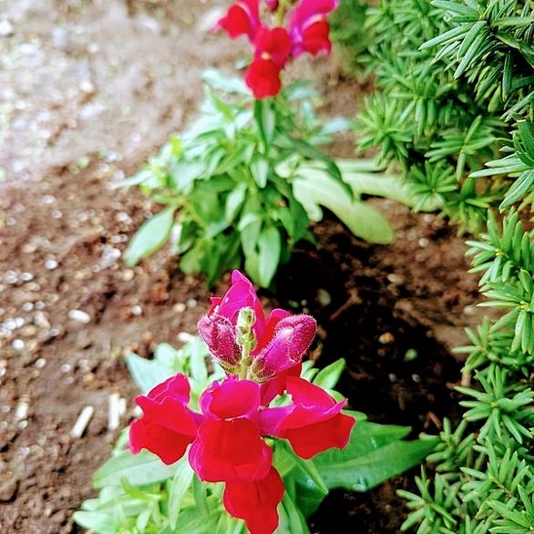 キンギョソウとは 動植物の人気 最新記事を集めました はてな キンギョソウとは 動植物の人気 最新記事を集めました はてな