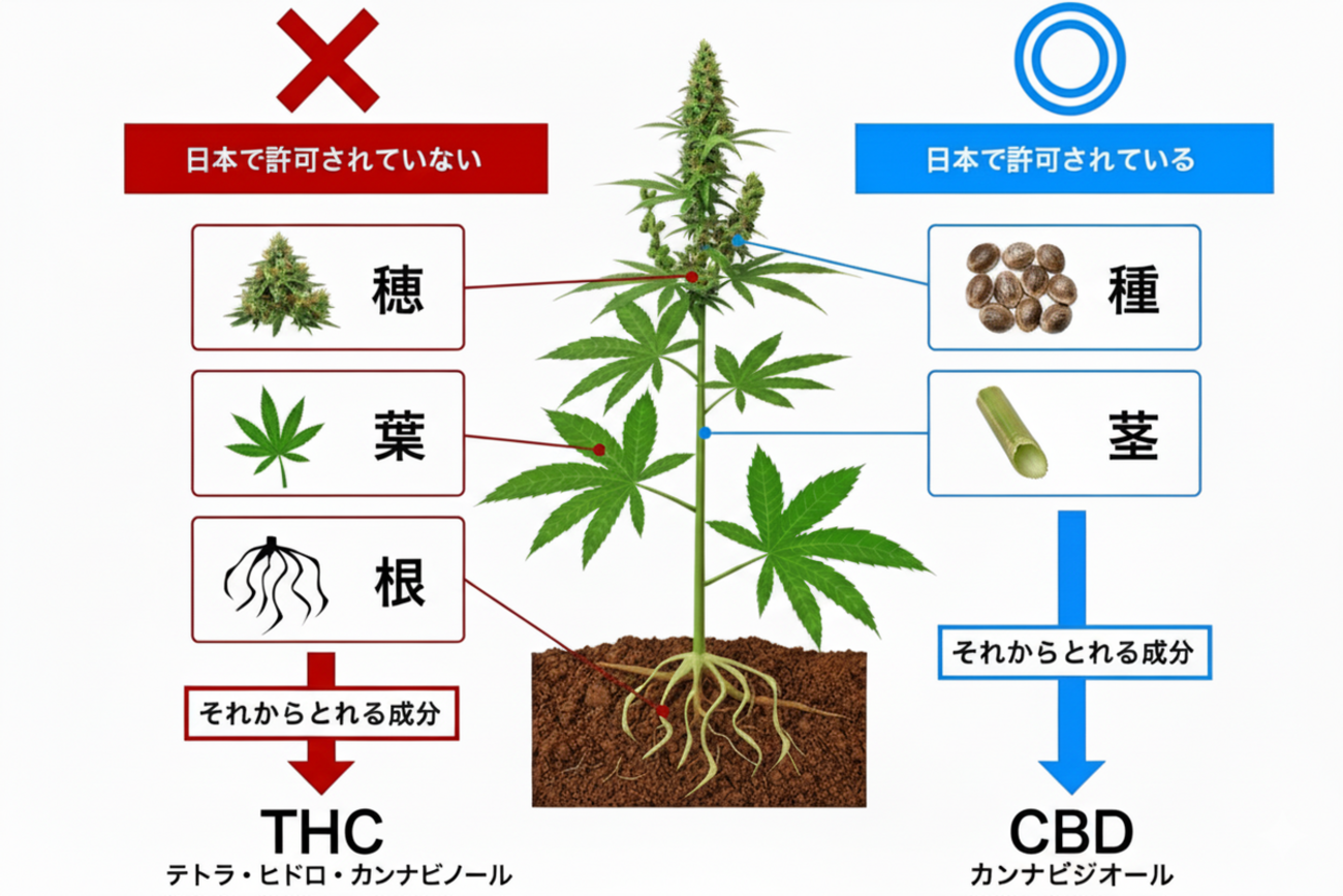 医療用大麻:世界と日本の現状と展望 - 医知創造ラボ ~脳神経内科医がAIで紡ぐ最新医療情報~