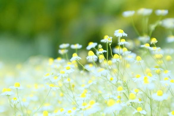 ホタルノヒカリとは テレビの人気 最新記事を集めました はてな