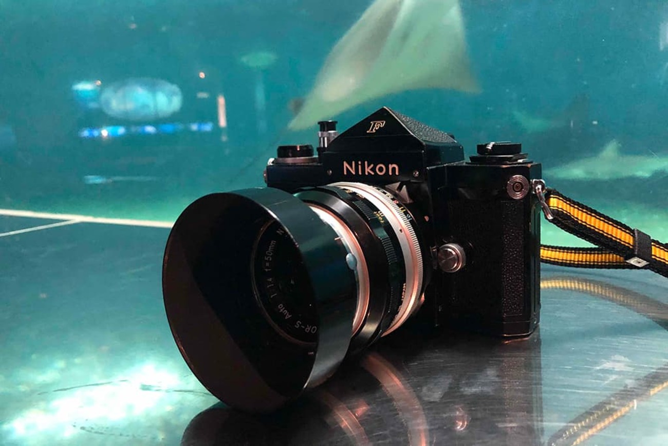 葛西臨海水族園をNIKON FとNikkor Auto-S 50mm f1.4で撮ってきた 