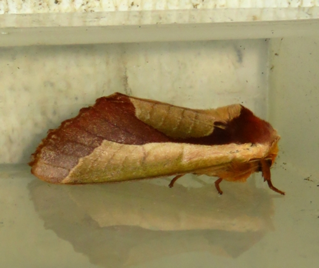 シャチホコ蛾の宝石箱やー - 虫撮る人々