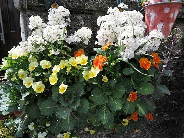 葉牡丹とは 動植物の人気 最新記事を集めました はてな 葉牡丹とは 動植物の人気 最新記事を集めました はてな