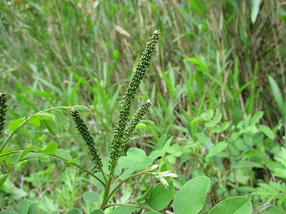 要注意外来生物とは 動植物の人気 最新記事を集めました はてな