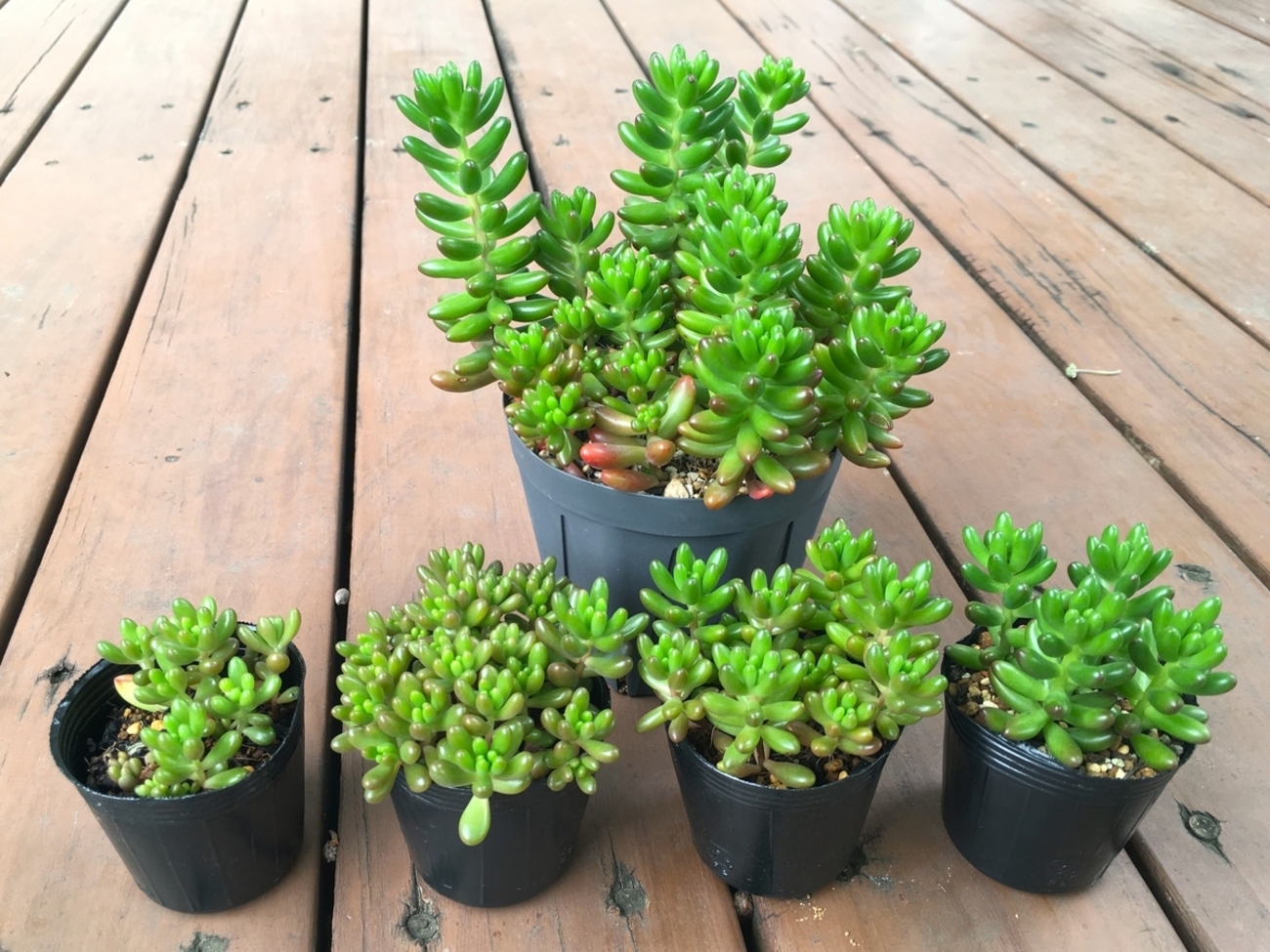 増えすぎた『虹の玉』の植え替えとカット - 気ままに多肉生活