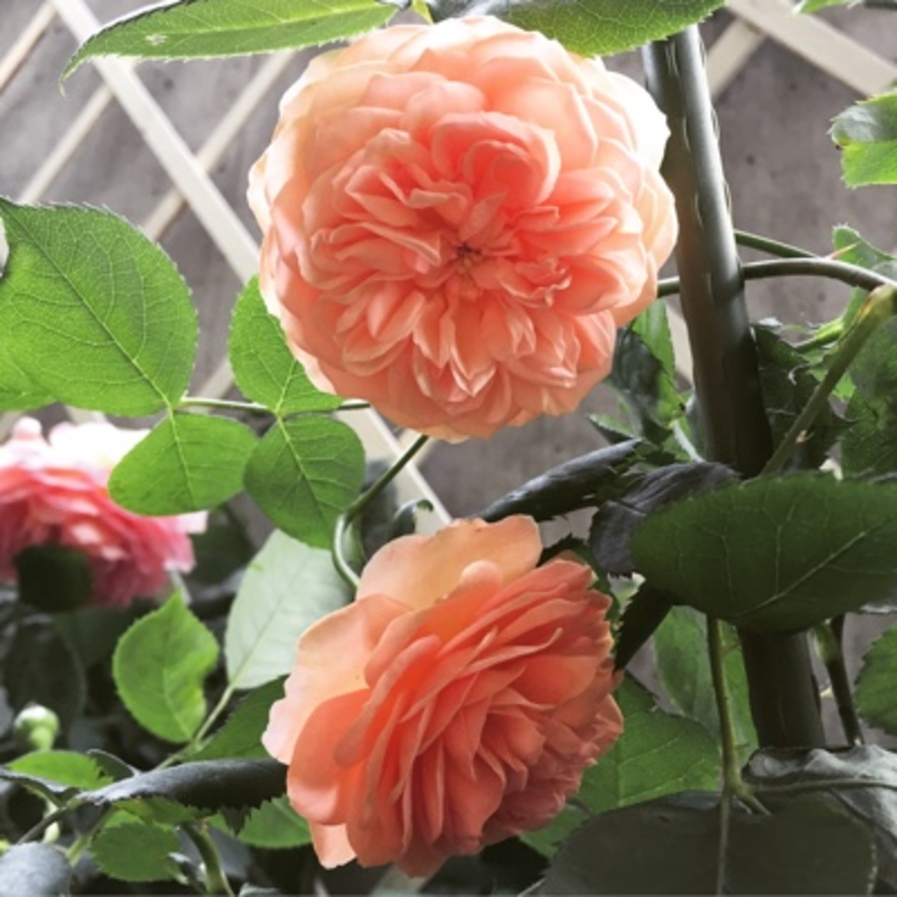 挿し木のERウィリアムモリス開花 - 猫のおでこでバラ栽培