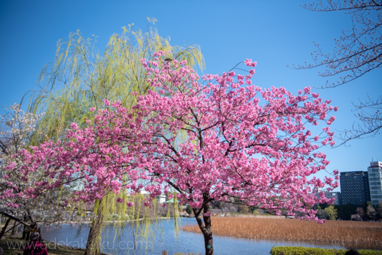 上野公園の早咲きの桜たち。枝垂れ桜、小彼岸、大島桜、陽光、江戸彼岸