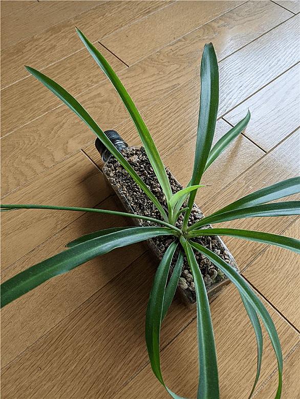 オリヅルランとは 動植物の人気 最新記事を集めました はてな