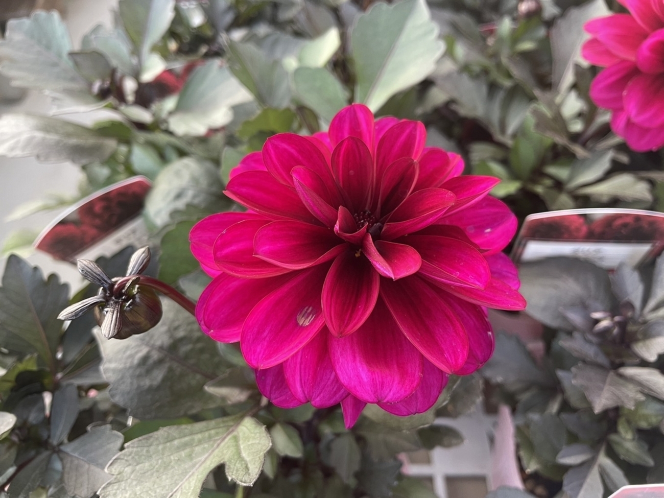 おすすめ植物〜4月30日！ #ダリア #寄せ植え #garden #園芸 #flower 