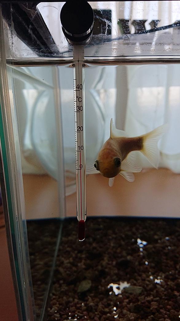 金魚部屋とは 人気 最新記事を集めました はてな