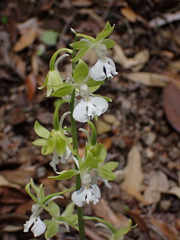地エビネとは 動植物の人気 最新記事を集めました はてな 地エビネとは 動植物の人気 最新記事を集めました はてな