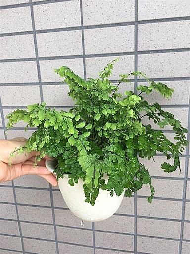 アジアンタムとは 動植物の人気 最新記事を集めました はてな
