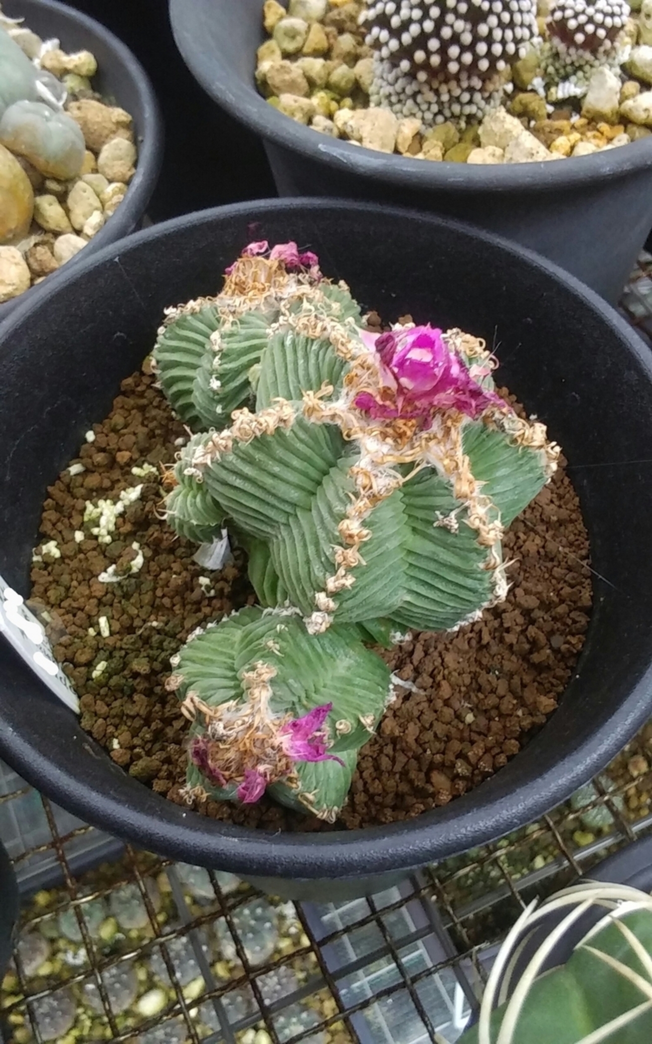 紅籠 花籠 花のタイミング - うに博士の ゆら～り サボテン研究室