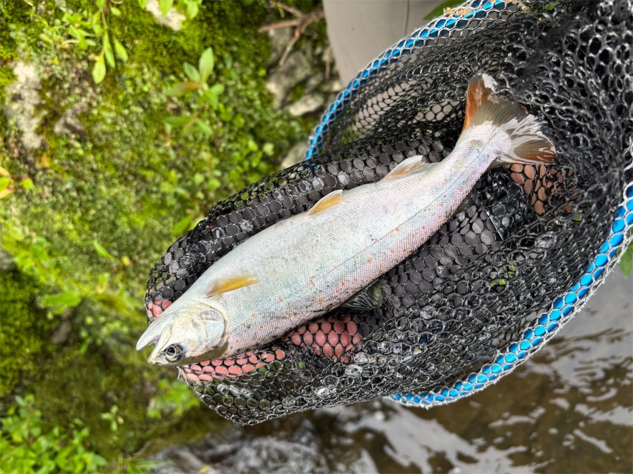 いよいよ長良川トラウトに挑む - ピロキ vs 長良川トラウト