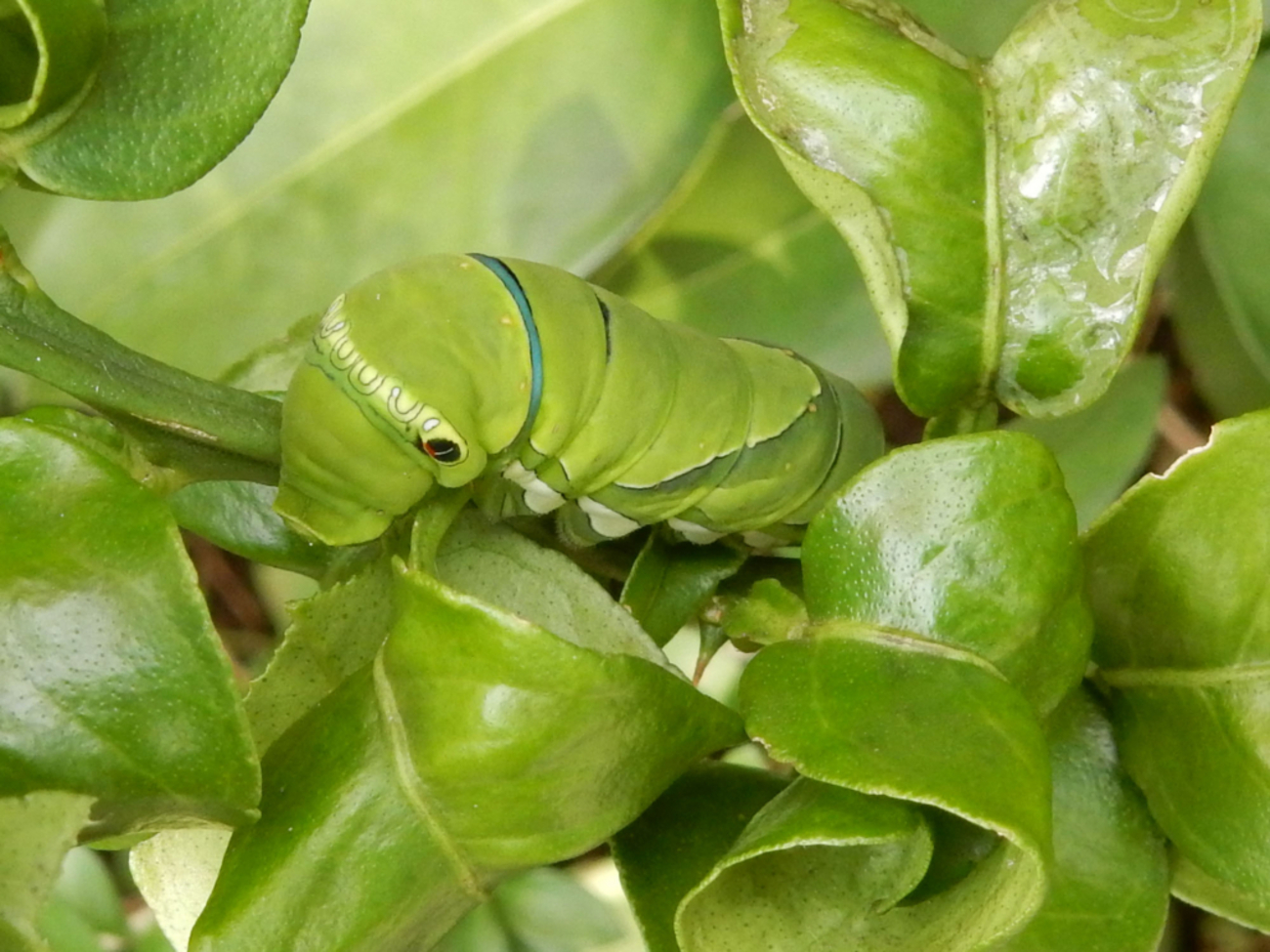 イモムシとは？イモムシ（芋虫）とケムシ（毛虫）の魅力と種類を紹介