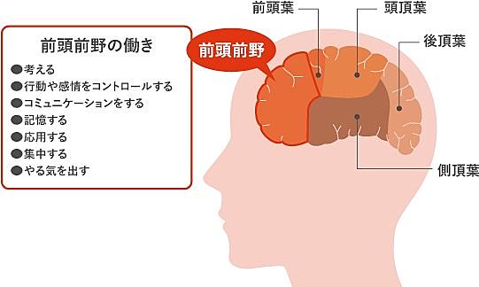 前頭葉とは サイエンスの人気 最新記事を集めました はてな
