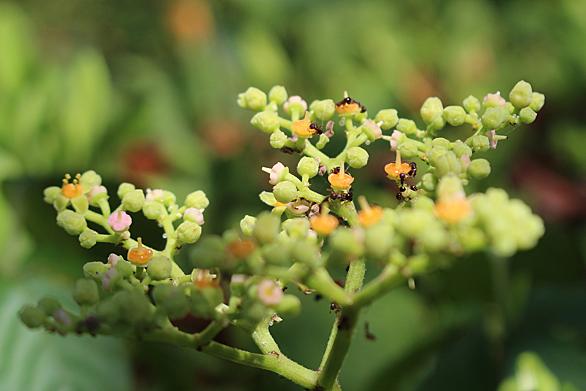 ヤブガラシとは 動植物の人気 最新記事を集めました はてな