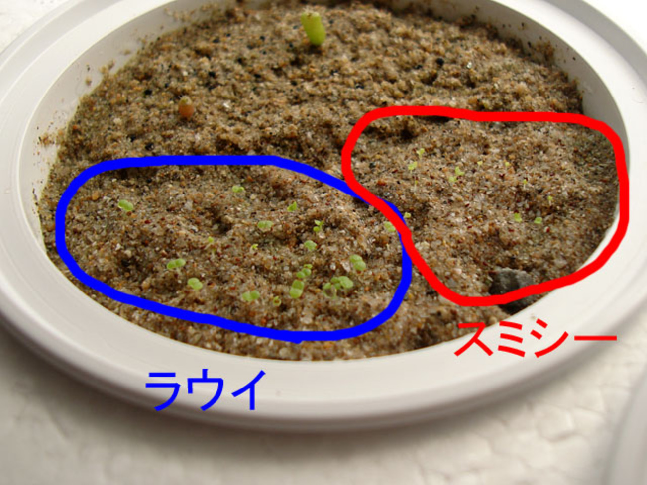 ラウイとスミシーの種を蒔く - 石と多肉植物