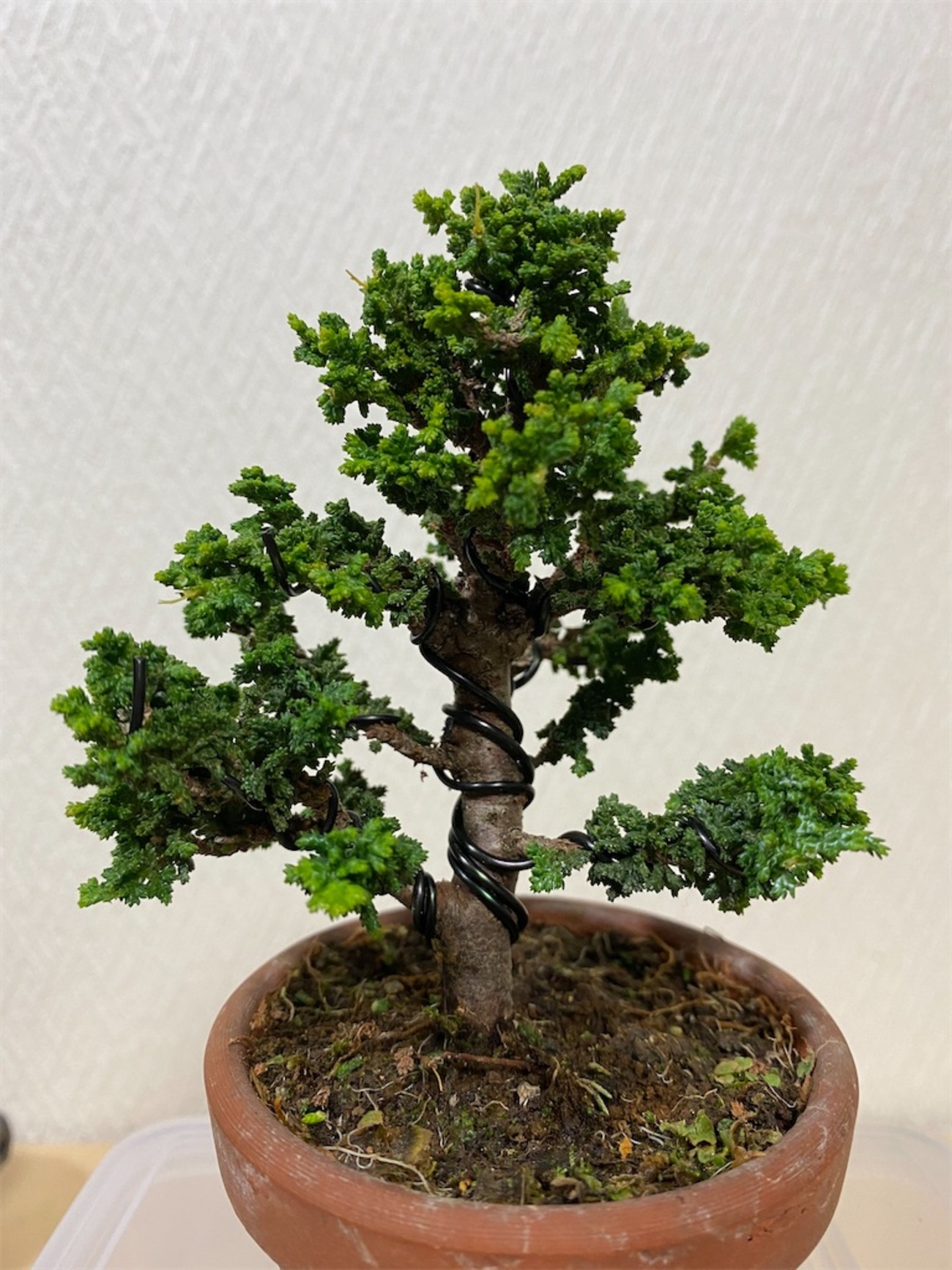 石化檜 石化檜