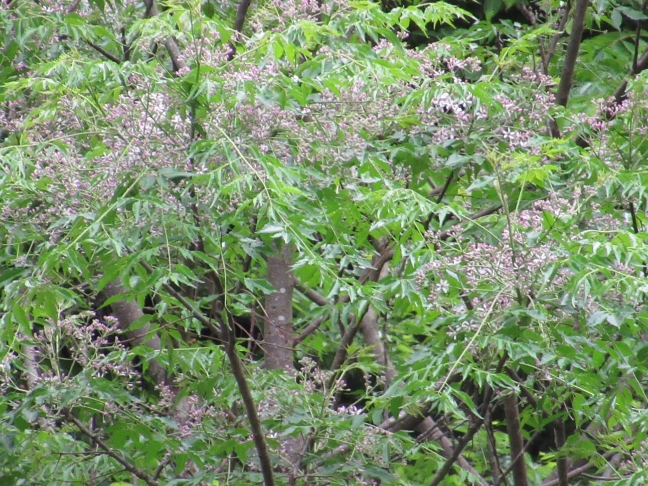 オウチ 楝・樗(栴檀)の花ちる - 続 曇りのち快晴