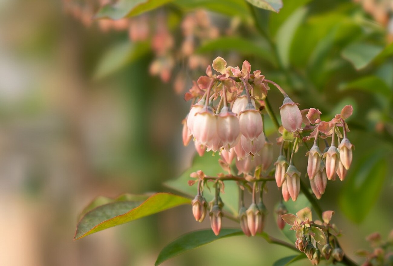 ■ブルーベリー■ブラッデン■大粒　ピンクの花■結実してます■ ピンクの花のサザン、花比べ＠ブルーベリー : ブルーベリーの