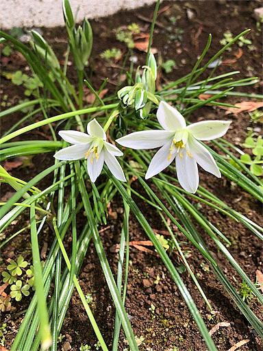 ハナニラとは 動植物の人気 最新記事を集めました はてな ハナニラとは 動植物の人気 最新記事を集めました はてな