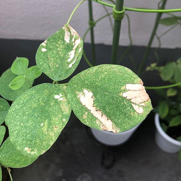 うどん粉病とは 動植物の人気 最新記事を集めました はてな うどん粉病とは 動植物の人気 最新記事を集めました はてな
