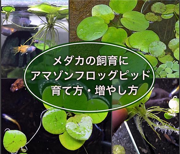 アマゾンフロッグピットとは 人気 最新記事を集めました はてな