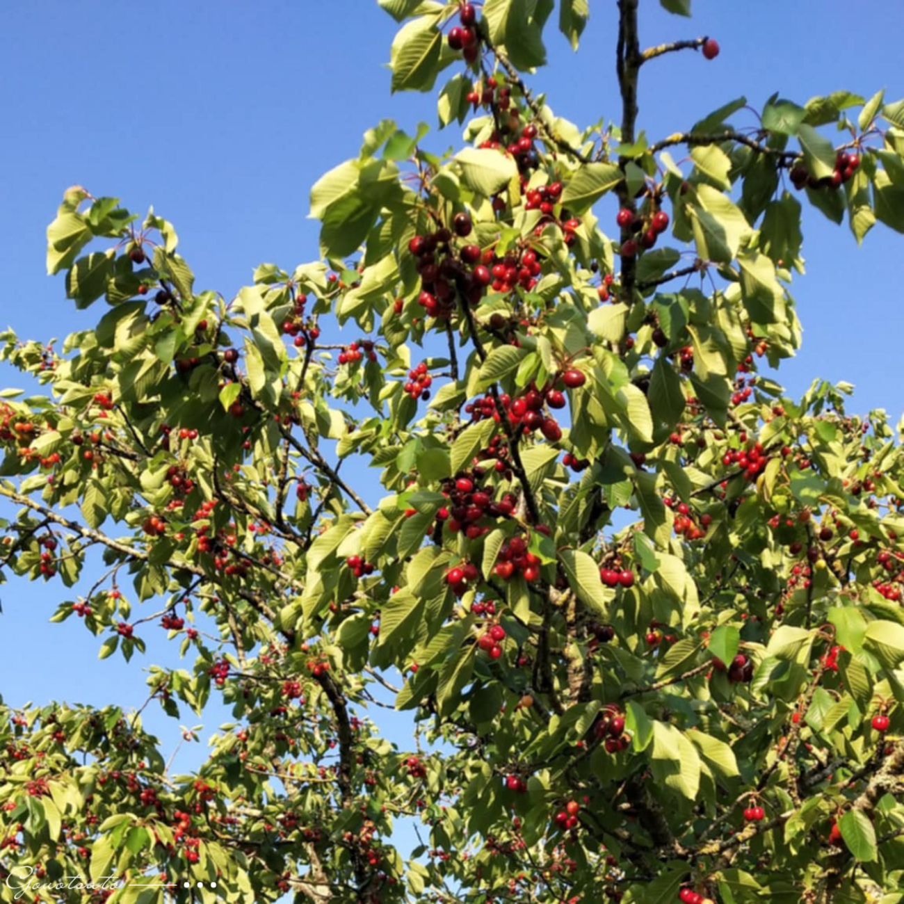 さくらんぼの実る頃🍒 - まさかのフランス