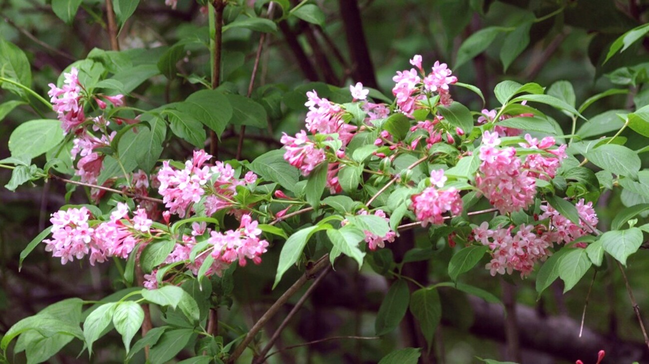 No.3 アメリカツタ さつき 四国ウツボ草 古瓦に植え付け