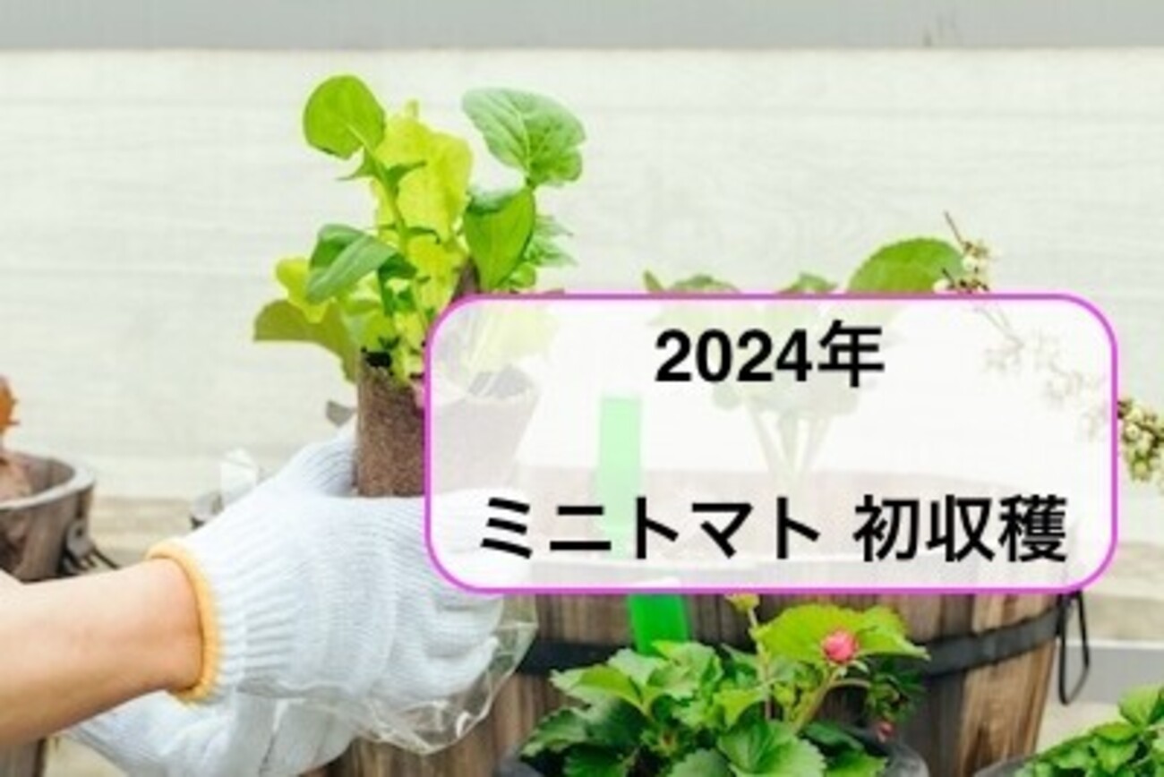 家庭菜園】2024年：ミニトマトの初収穫とオクラの成長 - 引きこもり