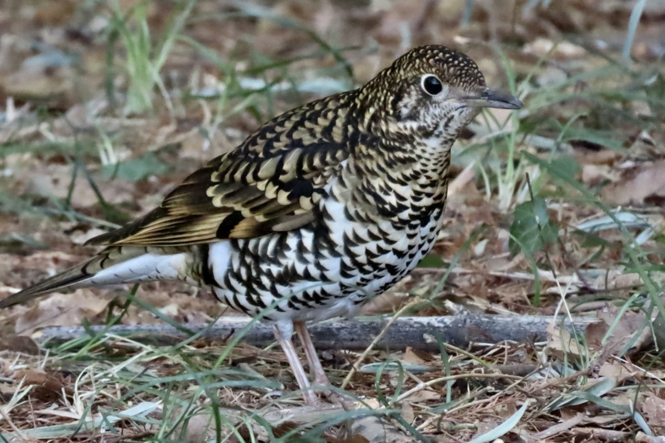 backend=imagemagick;version=1;