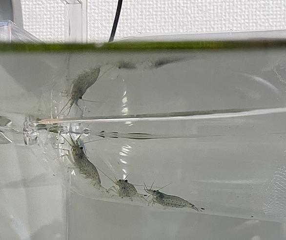 ヤマトヌマエビとは 動植物の人気 最新記事を集めました はてな